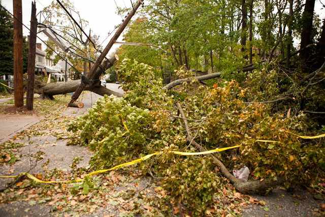 A downed tree in Staten Island